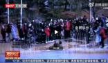 圓明園小天鵝被迫走冰致腳蹼潰爛 市民呼吁別再傷害小天鵝了