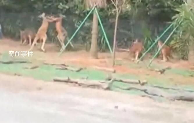 廣州一動物園兩只袋鼠對打到飛起