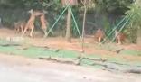 廣州一動物園兩只袋鼠對打到飛起