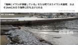 日本北海道海岸再現(xiàn)大量死魚(yú)