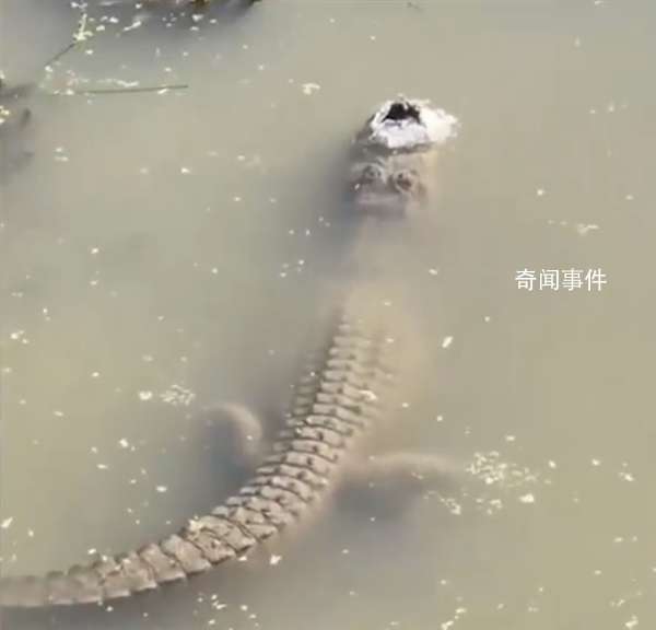 鱷魚冬眠罕見畫面曝光 直接讓冰凍住自己
