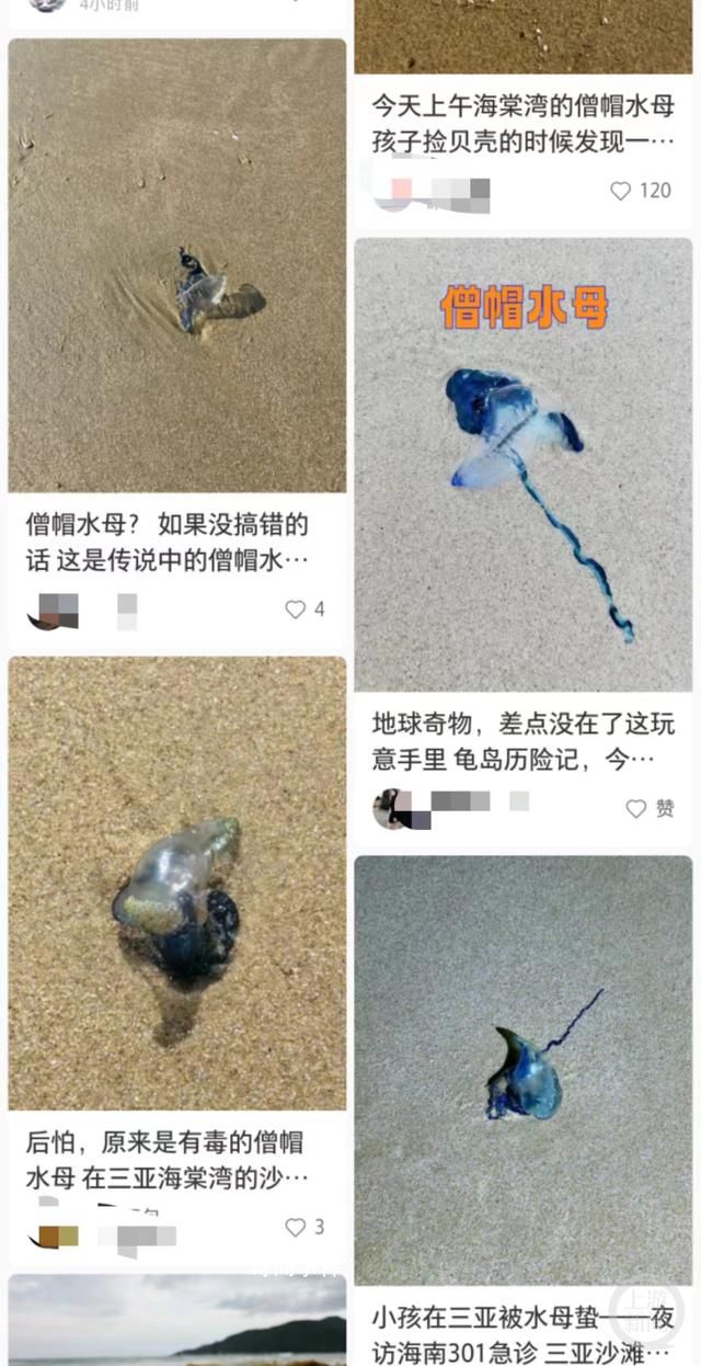 三亞辟謠多海域現(xiàn)劇毒僧帽水母