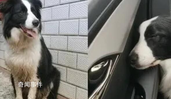 網友稱寵物狗從農村回城后萎靡不振 