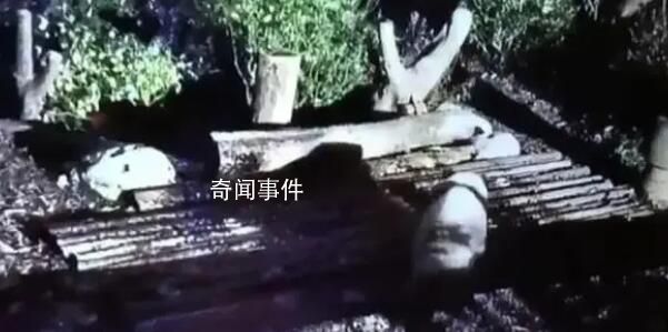 花花被遺忘外場 飼養(yǎng)員被解雇