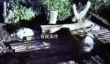 花花被遺忘外場 飼養員被解雇