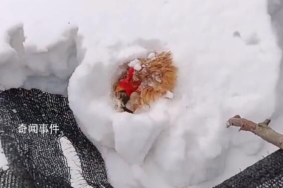 主人撿雞蛋發現雞被雪埋3天還活著 當時它應該是在下蛋被大雪掩埋了