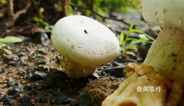 黑土又回了白云6噸奶 是兩地友誼的見(jiàn)證