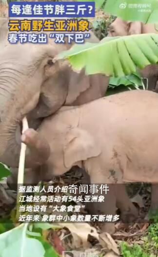 云南野生亞洲象春節吃出“雙下巴” 象群中小象數量不斷增多