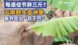 云南野生亞洲象春節吃出“雙下巴” 象群中小象數量不斷增多