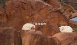 昆明動物園通報猴貓共處 將貓與猴關在一起不合適