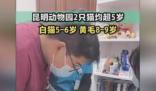 小動保:貓被猴子長期欺負變得很乖