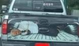 特朗普所發(fā)視頻畫面現(xiàn)“拜登被綁”