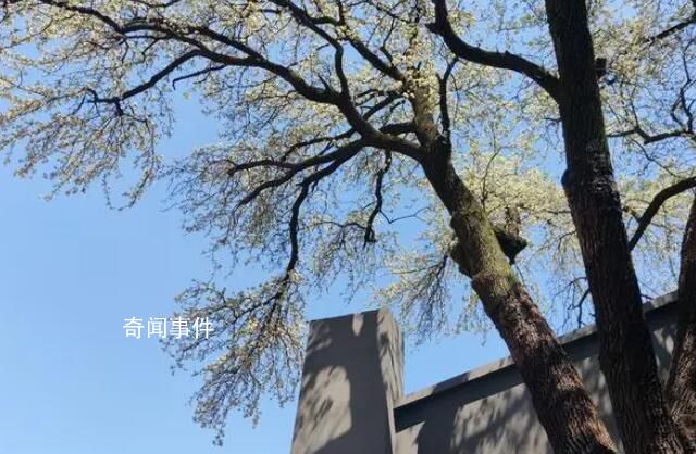 武漢150歲杜梨樹開花 吸引了不少游客前來打卡