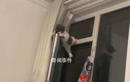 小貓跳上窗戶被卡欄桿中間 貓：還不快抱我下來