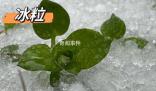 湖北已出現冰粒等七種降水形態 湖北降水相態類型復雜