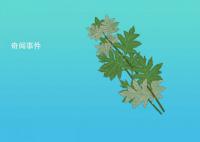 端午習俗之采艾草 端午采艾草有什么用