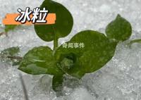 湖北已出現冰粒等七種降水形態 湖北降水相態類型復雜