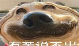 大淵種是什么梗 大淵種是什么意思