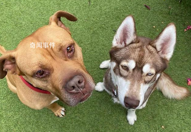 動物取名大賽是什么梗 動物取名大賽是什么意思