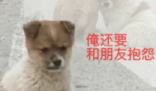 胡說八道文學是什么梗 胡說八道文學是什么意思