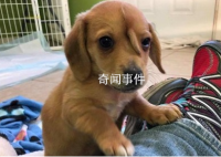 動物取名大賽是什么梗 動物取名大賽是什么意思
